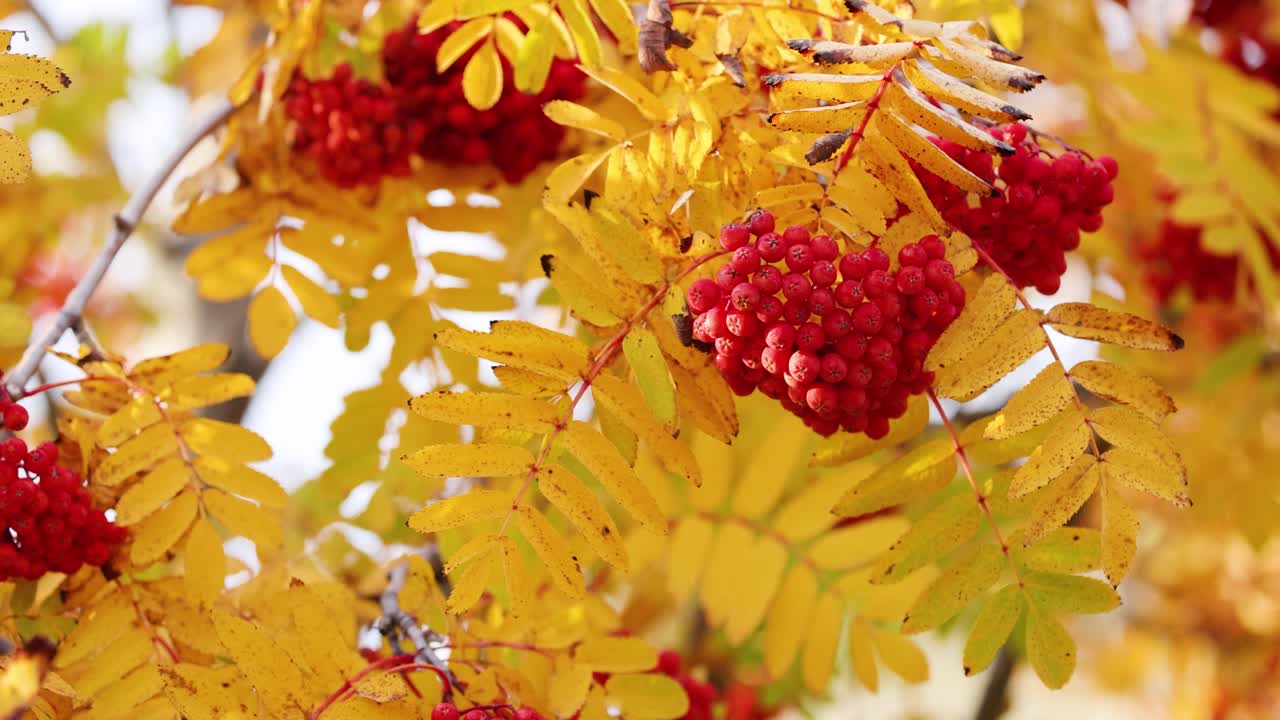 Close-up of vibrant yellow autumn leaves and clusters of red berries gently swaying on a tree branch in soft natural daylight