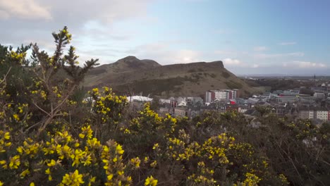 revealing shot of city of edinburgh and holyrood part and arthur's seat in the background and gorse,ulex bush in the foreground on a wonderful sunset light in scotland