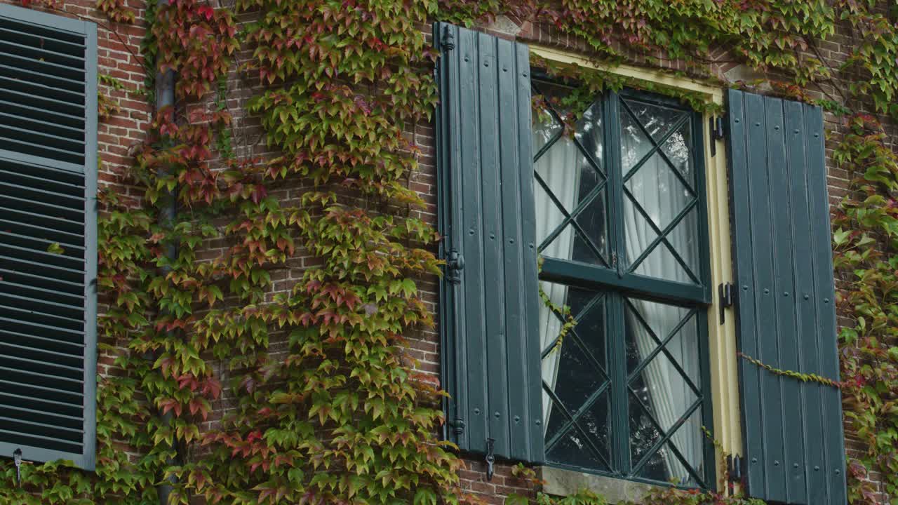 Camera slowly pans across ivy-covered brick wall and classic window with blue shutters, natural daylight
