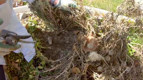 manos de mujer cortando los tallos de invierno muertos en el jardín para dejar espacio para el crecimiento de primavera - cámara lenta
