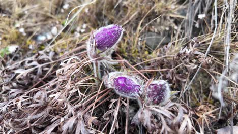 el video muestra la gota de nieve de yakutia floreciendo en un prado de primavera