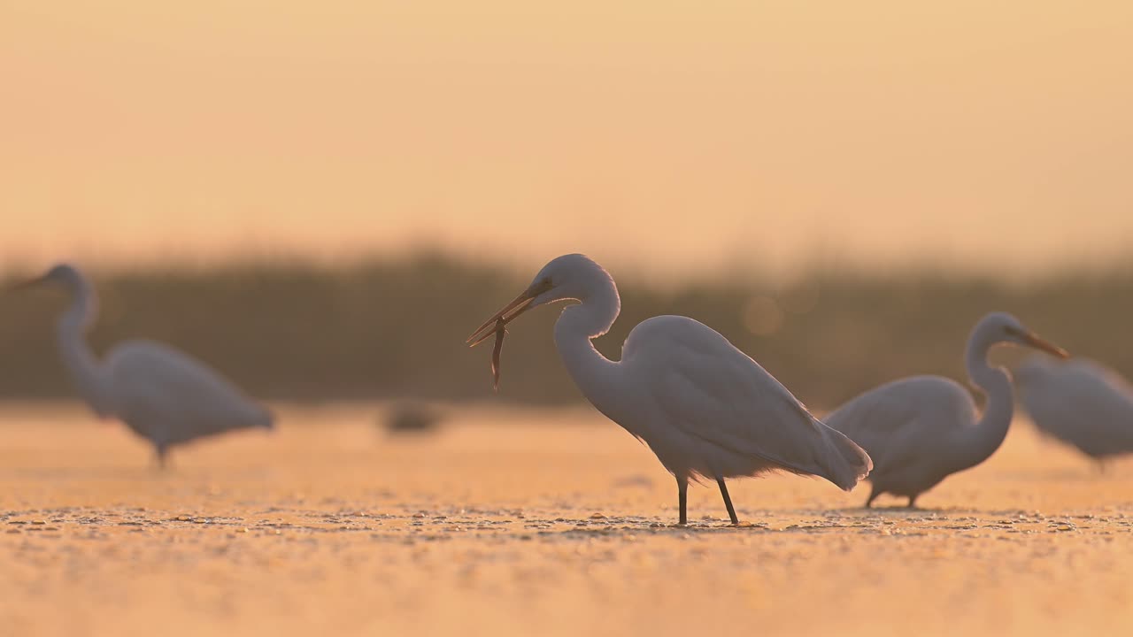 большая цапля ловит рыбу в озере на восходе солнца