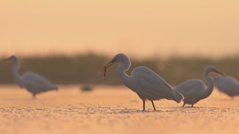 Great-egret-fishing-in-lake-in-Sunrise