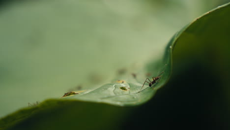 ants on a leaf