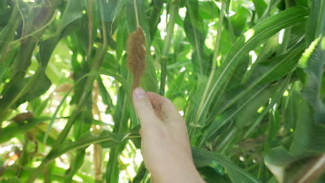 person is checking on corn growing in rural farmland