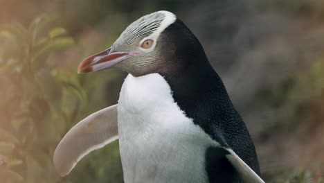 Seitenansicht-Eines-Gelbaugenpinguins,-Der-Sich-Neugierig-Umschaut