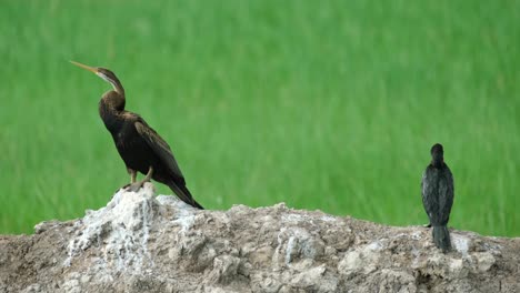 Oriental-Darter-Anhinga-Melanogaster-Und-Kleiner-Kormoran-Microcarbo,-4k-Aufnahmen