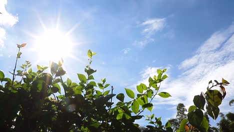 background for video blue sky and leaves