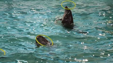 dolphins performing tricks with rings in a pool