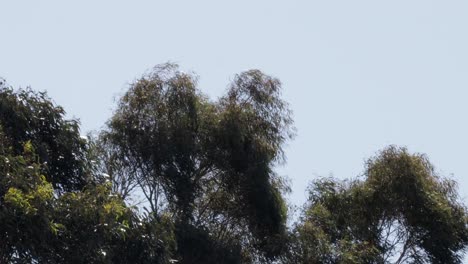 gum trees moving in strong wind