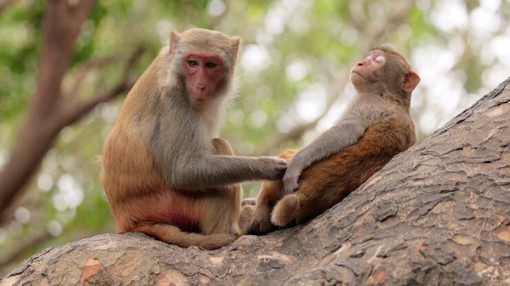 Macaques in nature. Macaques constitute a genus (Macaca) of gregarious monkeys. Macaques are found in a variety of habitats throughout the Asian continent and are highly adaptable