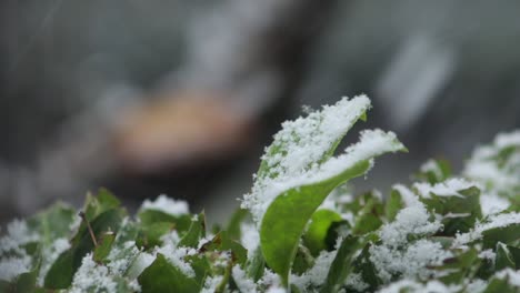 green plant covered in heavy snow fall