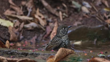 Nach-Rechts-Blickend,-Seine-Federn-Im-Wasser-Schüttelnd,-Während-Die-Kamera-Herauszoomt,-Weißkehl-Steindrossel-Monticola-Gularis,-Thailand