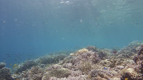 Una-Cámara-Se-Desliza-Suavemente-Sobre-Un-Vibrante-Arrecife-De-Coral-Del-Archipiélago-De-Raja-Ampat,-Indonesia,-Capturando-La-Rica-Vida-Marina-Que-Se-Encuentra-Debajo