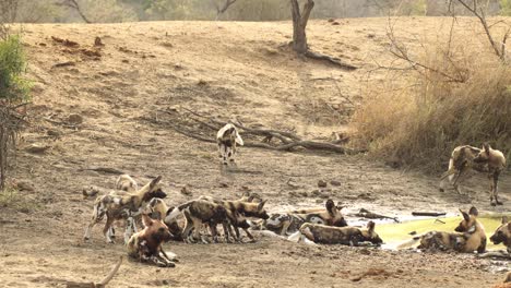 african wild dog puppies joining adults at waterhole, kruger national park