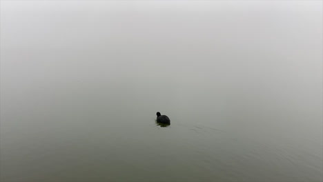 una coot eurasiática solitaria nadando y flotando en el tranquilo lago de obersee, nafels, suiza