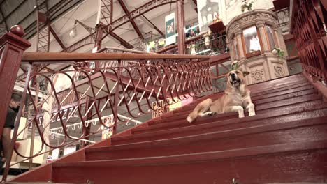 dog chilling on stairs in the market