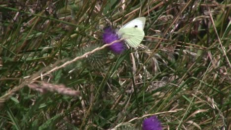 Una-Pequeña-Mariposa-Blanca-Común-Se-Asentó-En-Un-Cardo-En-El-Campo-De-Rutland