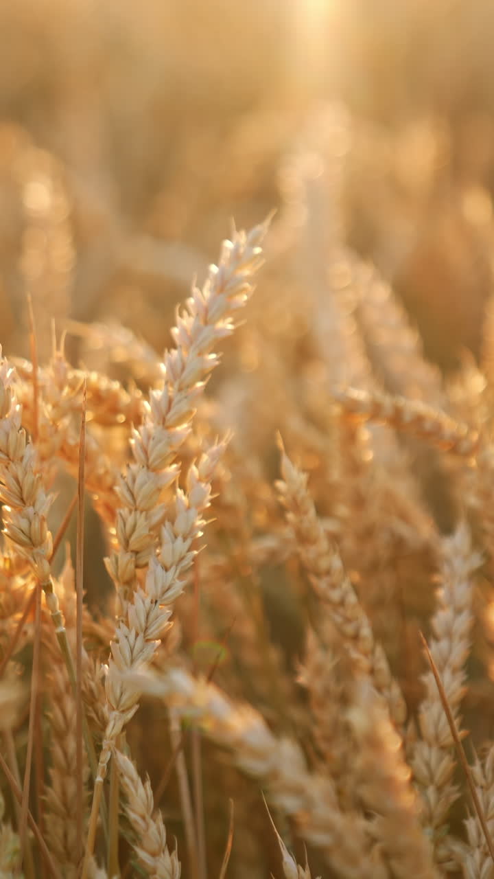 Hand of an old male touching ripe ears of corn in the field. Beautiful ripe spikelets in the rays of sun. Close up. Vertical video