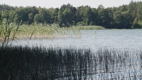 Caña-Y-Junco-Vistos-En-La-Costa-Del-Lago-Wdzydze-En-El-Parque-Paisajístico-Kashubian-En-El-Voivodato-De-Pomerania