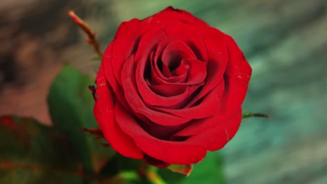 close up of a beautiful red rose flower, rotating in a seamless loop video