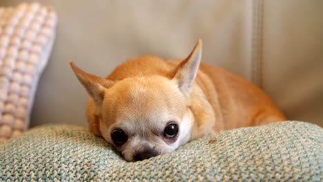 chihuahua dog sitting on cushion indoors