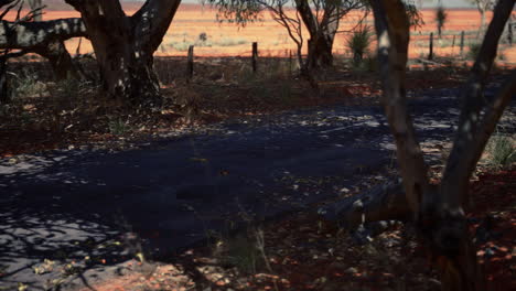 Outback-Straße-Mit-Trockenem-Gras-Und-Bäumen