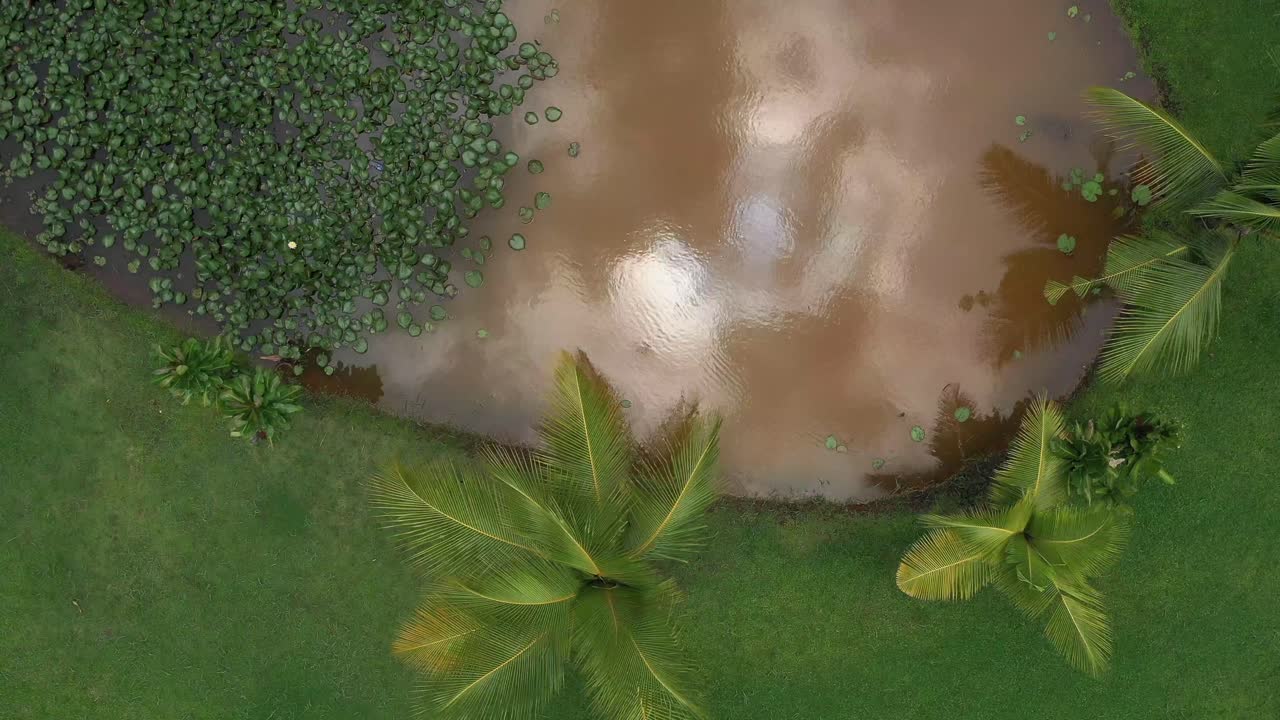 vista de arriba hacia abajo sobre el parque i asia con estanque, plantas acuáticas, hermosa hierba verde y árboles