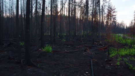 Eerie-Burnt-Forest-With-Small-Patches-of-Bright-Green-Foliage