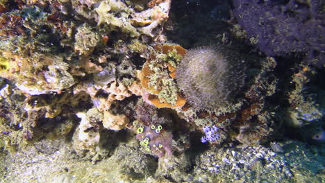 Barramundi-Juvenil-Nadando-Cabeza-Abajo-Y-Realizando-Movimientos-De-Baile-Cerca-De-Un-Arrecife-De-Coral-En-El-Indo-pacífico