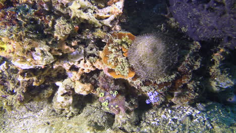 barramundos juveniles nadando con la cabeza hacia abajo y realizando movimientos parecidos a la danza cerca de un arrecife de coral en el indo-pacífico