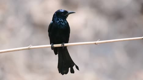 the hair-crested drongo or is a bird in asia from the family dicruridae which was conspecific with dicrurus bracteatus or spangled drongo in which it can be tricky to differentiate from each other