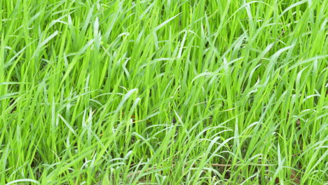 Soft-breeze-blowing-the-newly-germinated-rice-seedlings,-in-a-farmland-in-the-outskirts-of-Bangkok,-Thailand