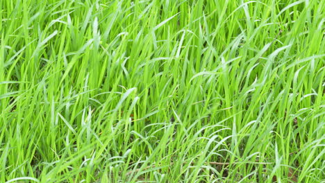 una suave brisa sopla las plántulas de arroz recién germinadas, en una tierra de cultivo en las afueras de bangkok, tailandia