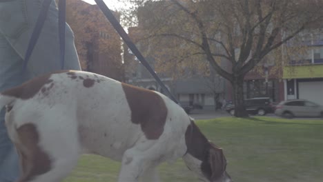 low profile shot of an adorable dog walking with his owners on a park