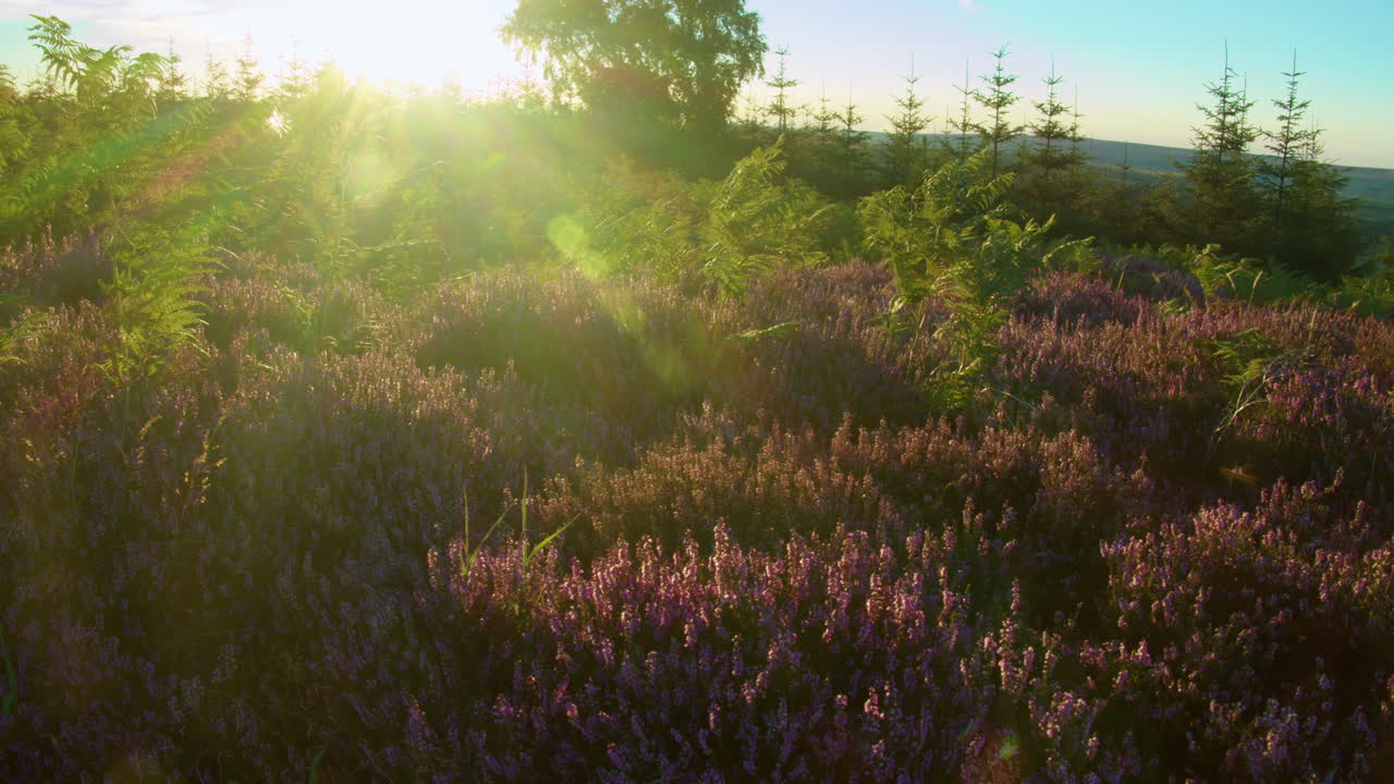 сезон вереска, национальный парк северные йоркские болота йоркшир лето 2022 - кинокамера prores 4k клип 8
