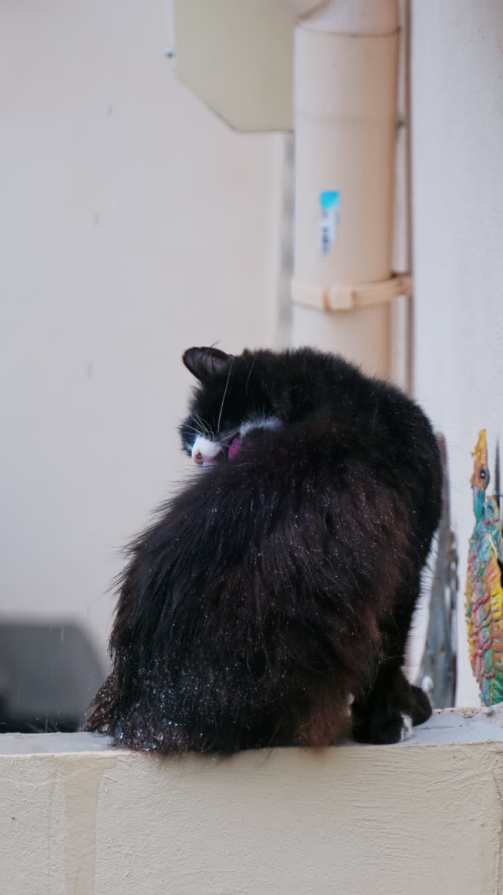 Close up of a black cat licking itself on a ledge in the rain. Vertical