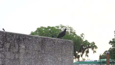 Black-Vulture-Taking-Flight.-Filmed-in-south-Georgia