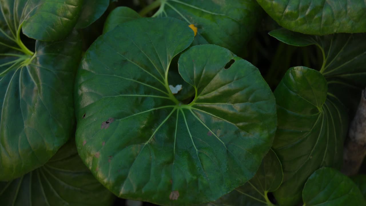 화려하고 진정시키는 자연 장면을 만드는 독특한 정맥과 빛 패턴을 보여주는 울창한 초록색 잎의 클로즈업