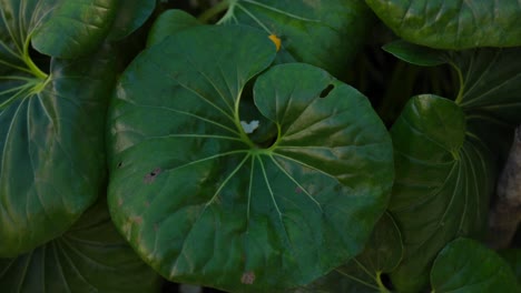 A-close-up-shot-of-lush-green-leaves-displaying-distinctive-veins-and-light-patterns,-creating-a-serene-and-calming-natural-scene