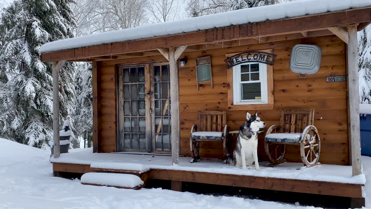 Rauhallinen siperianhusky istuu mökin kuistilla