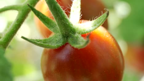 red ripe tomato on vine stem in organic farm