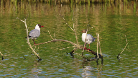 two gulls sitting peacefully on a submerged tree branch on a salt marsh lake, bathed in end of day sunlight