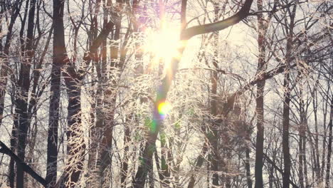 Sunset-in-winter-forest.-Sun-shine-through-tree-branches-covered-with-snow