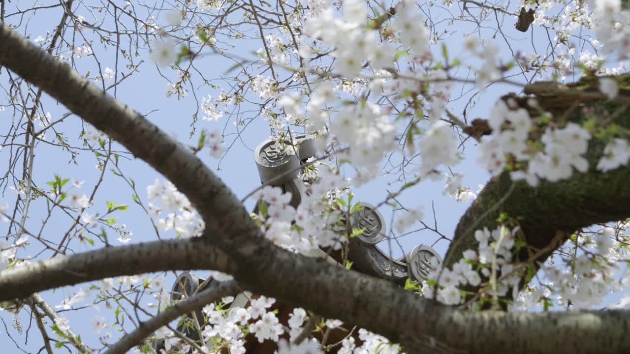 Stunning slow motion slider over Sakura with temple decoration