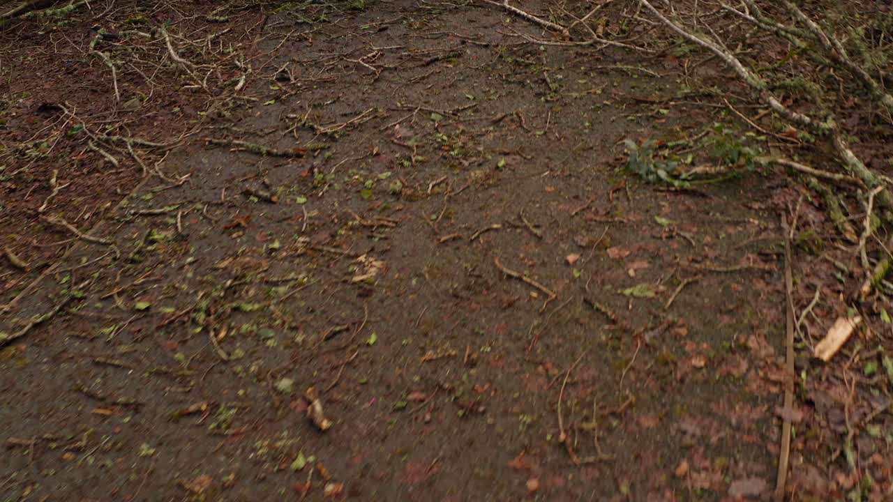 Toppled trees and exposed roots covering the forest floor after heavy winds, low aerial along path to broken branches from fallen trees