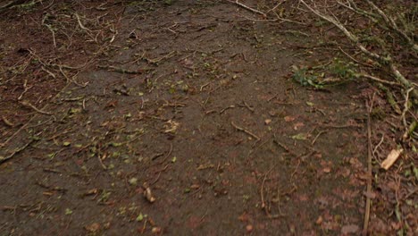 toppled trees and exposed roots covering the forest floor after heavy winds, low aerial along path to broken branches from fallen trees