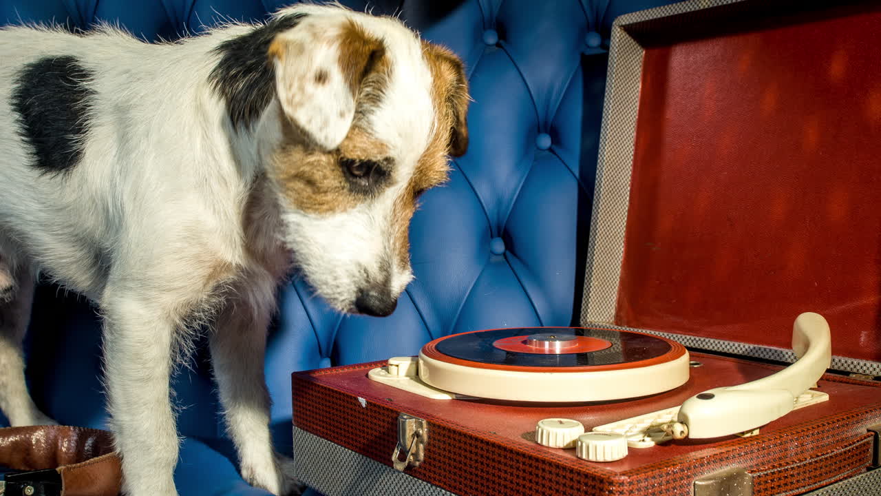 собака красная пластинка 4k 07