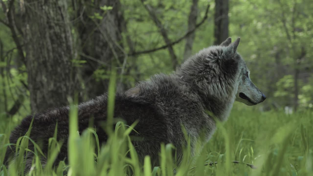 A gray wolf stands silently in tall spring grass, gazing into the distance with calm intensity — a powerful portrait of awareness in the forest.