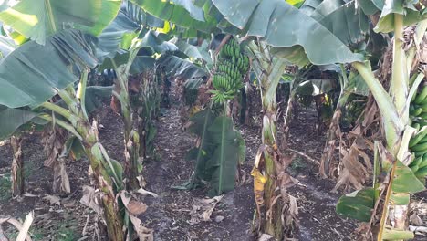 unripe-organic-multiple-green-bananas-on-a-banana-tree